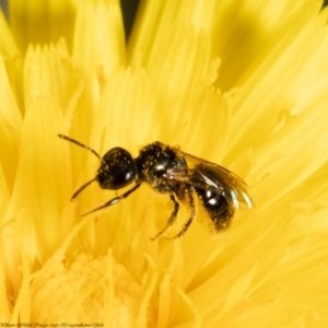 Lasioglossum (Homalictus) sphecodoides at Molonglo Valley, ACT - 2 Feb 2022 02:32 PM