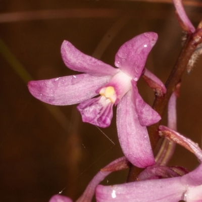 Dipodium roseum (Rosy Hyacinth Orchid) at Paddys River, ACT - 30 Jan 2022 by rawshorty