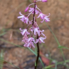 Dipodium roseum at Paddys River, ACT - 30 Jan 2022