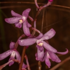 Dipodium roseum at Paddys River, ACT - 30 Jan 2022