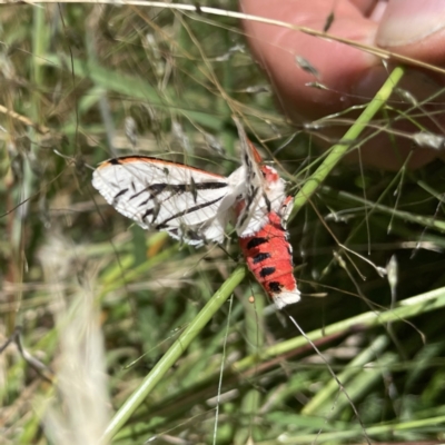 Aloa marginata (Donovan's Tiger Moth) at Googong, NSW - 28 Jan 2022 by Wandiyali