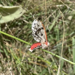 Aloa marginata at Googong, NSW - 28 Jan 2022