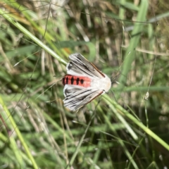 Aloa marginata at Googong, NSW - 28 Jan 2022