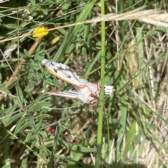 Aloa marginata at Googong, NSW - 28 Jan 2022