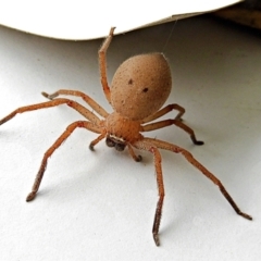 Neosparassus diana at Crooked Corner, NSW - 1 Feb 2022 by Milly