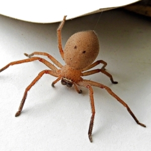 Neosparassus diana at Crooked Corner, NSW - 2 Feb 2022