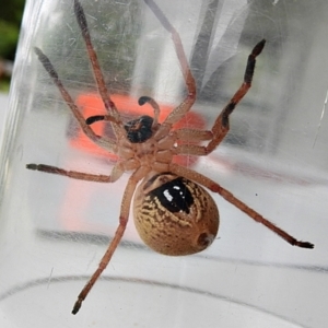 Neosparassus diana at Crooked Corner, NSW - 2 Feb 2022