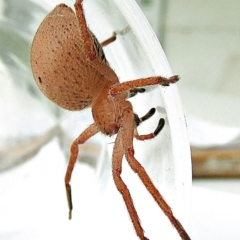 Neosparassus diana at Crooked Corner, NSW - 2 Feb 2022