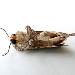 Proteuxoa capularis at Crooked Corner, NSW - 2 Feb 2022