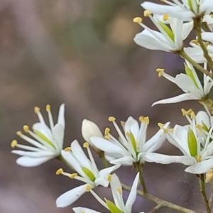 Bursaria spinosa at Stromlo, ACT - 2 Feb 2022