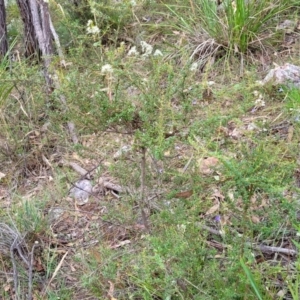 Bursaria spinosa at Stromlo, ACT - 2 Feb 2022