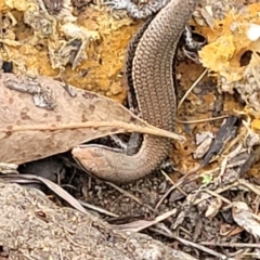 Lampropholis delicata (Delicate Skink) at Piney Ridge - 2 Feb 2022 by tpreston