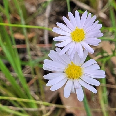 Brachyscome rigidula (Hairy Cut-leaf Daisy) at Stromlo, ACT - 2 Feb 2022 by trevorpreston