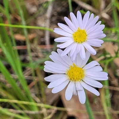 Brachyscome rigidula (Hairy Cut-leaf Daisy) at Block 402 - 2 Feb 2022 by trevorpreston