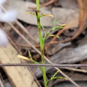 Brachyscome rigidula at Stromlo, ACT - 2 Feb 2022 04:22 PM