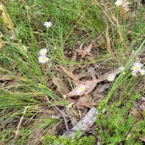 Brachyscome rigidula at Stromlo, ACT - 2 Feb 2022