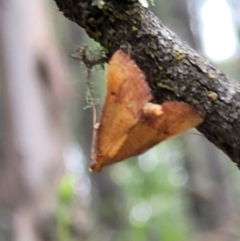 Endotricha pyrosalis (A Pyralid moth (Endotrichinae) at Stromlo, ACT - 2 Feb 2022 by trevorpreston