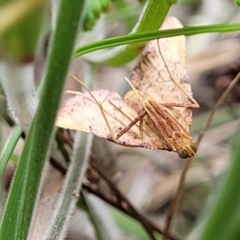 Endotricha pyrosalis at Stromlo, ACT - 2 Feb 2022 04:20 PM