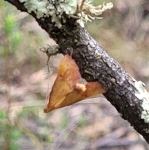 Endotricha pyrosalis at Stromlo, ACT - 2 Feb 2022