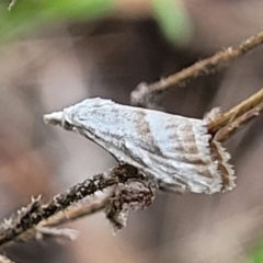 Nola paromoea (Divided Tuft-moth) at Block 402 - 2 Feb 2022 by trevorpreston