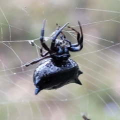 Austracantha minax (Christmas Spider, Jewel Spider) at Block 402 - 2 Feb 2022 by trevorpreston