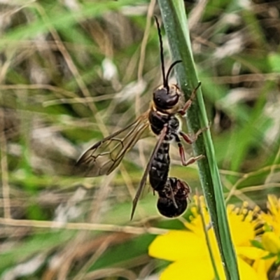 Thynninae (subfamily) (Smooth flower wasp) at Block 402 - 2 Feb 2022 by trevorpreston