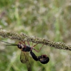 Thynninae (subfamily) at Stromlo, ACT - 2 Feb 2022