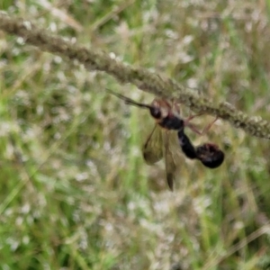 Thynninae (subfamily) at Stromlo, ACT - 2 Feb 2022