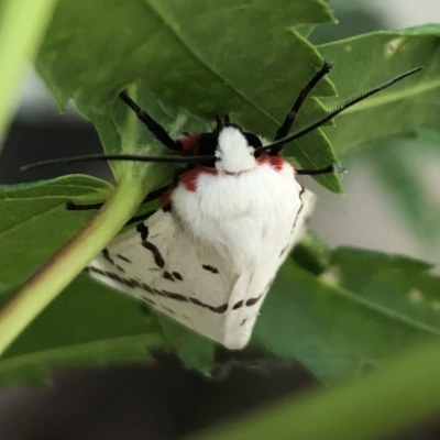 Ardices canescens (Dark-spotted Tiger Moth) at Belconnen, ACT - 27 Jan 2022 by Dora