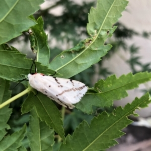 Ardices canescens at Belconnen, ACT - 27 Jan 2022