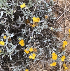 Chrysocephalum apiculatum at Belconnen, ACT - 30 Jan 2022