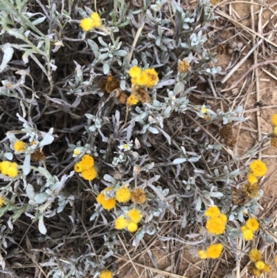 Chrysocephalum apiculatum (Common Everlasting) at Lake Ginninderra - 30 Jan 2022 by Dora