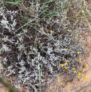 Chrysocephalum apiculatum at Belconnen, ACT - 30 Jan 2022 06:29 PM