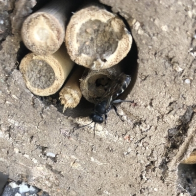 Crabronidae (family) (Sand wasp) at Belconnen, ACT - 13 Jan 2022 by Dora