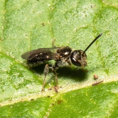 Lasioglossum (Homalictus) sphecodoides (Furrow Bee) at Acton, ACT - 2 Feb 2022 by Roger