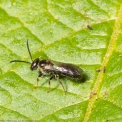 Lasioglossum (Homalictus) sphecodoides at Acton, ACT - 2 Feb 2022