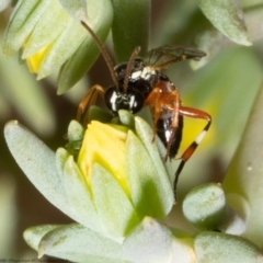 Unidentified Wasp (Hymenoptera, Apocrita) (TBC) at Macgregor, ACT - 1 Feb 2022 by Roger