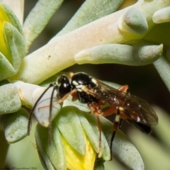 Ichneumonidae (family) at Macgregor, ACT - 1 Feb 2022 04:42 PM