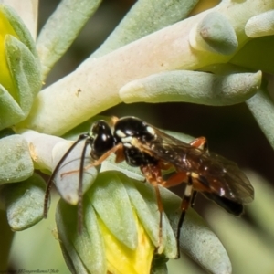 Ichneumonidae (family) at Macgregor, ACT - 1 Feb 2022 04:42 PM