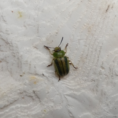 Calomela vittata (Acacia leaf beetle) at Cook, ACT - 30 Jan 2022 by Amata