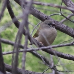 Neochmia temporalis (Red-browed Finch) at Goulburn, NSW - 2 Feb 2022 by Rixon