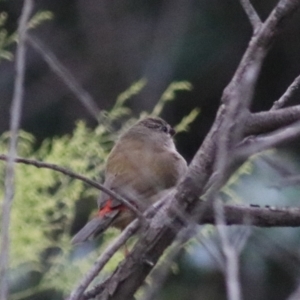 Neochmia temporalis at Goulburn, NSW - 2 Feb 2022