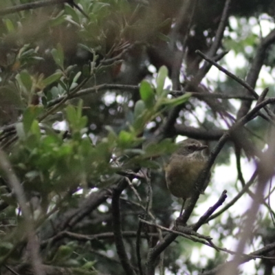 Sericornis frontalis (White-browed Scrubwren) at Goulburn, NSW - 2 Feb 2022 by Rixon