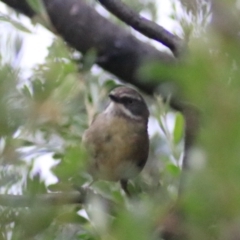 Sericornis frontalis at Goulburn, NSW - 2 Feb 2022