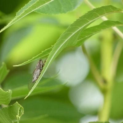 Yoyetta celis (Silver Princess Cicada) at McKellar, ACT - 6 Jan 2022 by Amata