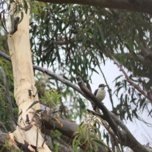 Todiramphus sanctus at Goulburn, NSW - 2 Feb 2022