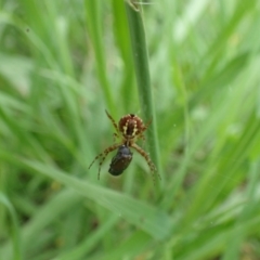 Gea theridioides (An orb weaver spider) at Murrumbateman, NSW - 30 Jan 2022 by SimoneC