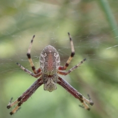 Salsa fuliginata (Sooty Orb-weaver) at Murrumbateman, NSW - 31 Jan 2022 by SimoneC