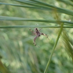 Salsa fuliginata at Murrumbateman, NSW - 31 Jan 2022 06:05 PM