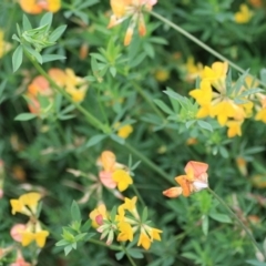 Lotus corniculatus at Goulburn, NSW - 2 Feb 2022